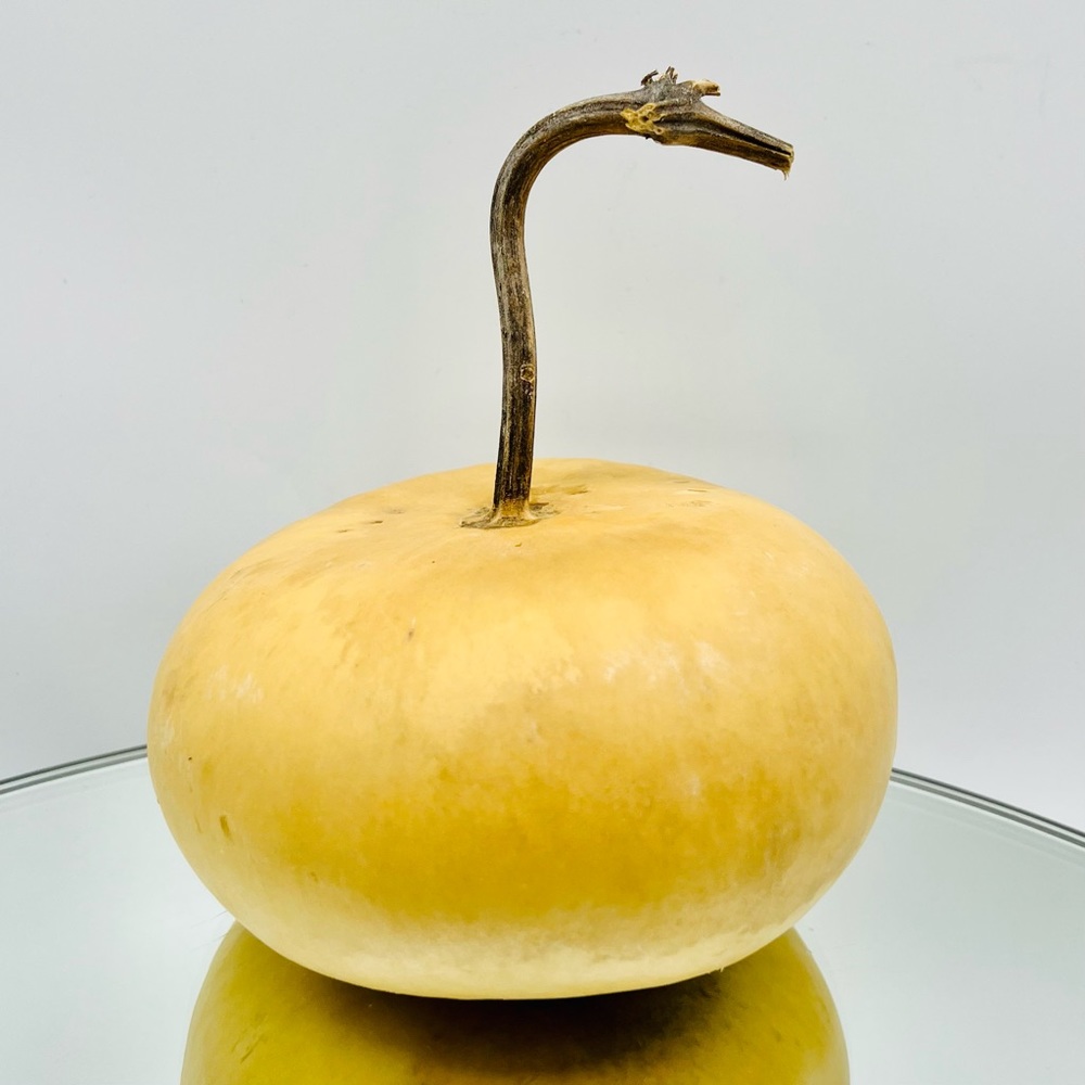 Clean Dried Natural Gourd 
ARTS & CRAFTS Project Ready ~ Vase Table Centerpiece